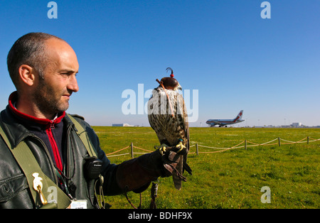 Les oiseaux de proie l'aviation falcon la fauconnerie Banque D'Images