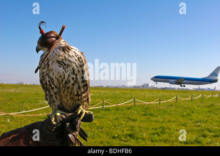 Les oiseaux de proie l'aviation falcon la fauconnerie Banque D'Images