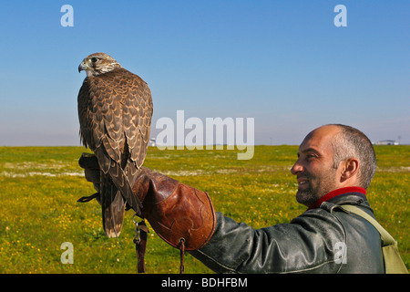 Les oiseaux de proie l'aviation falcon la fauconnerie Banque D'Images