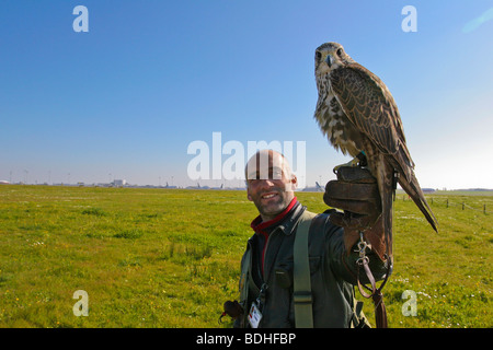 Les oiseaux de proie l'aviation falcon la fauconnerie Banque D'Images