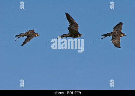 Les oiseaux de proie l'aviation falcon falcoaria fauconnerie falconer bleue natureza horizontale de la faune Banque D'Images