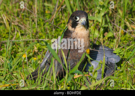 Les oiseaux de proie falcoaria fauconnerie falcon natureza wildlife Banque D'Images