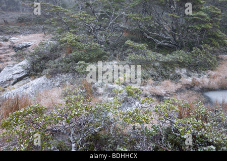 L'hiver, la végétation de basse altitude, Seno Pia, bras Est, la Terre de Feu, Chili Banque D'Images