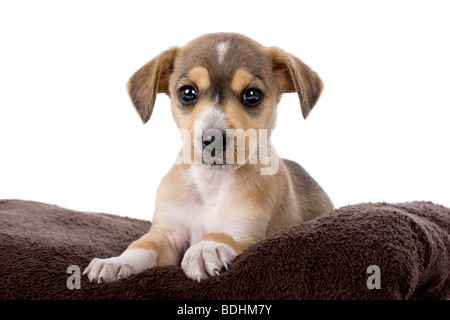 Portrait d'un adorable chiot isolated on white Banque D'Images