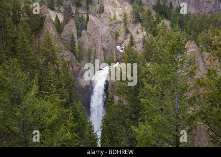 Soufflante américaine sur la rivière Yellowstone Falls dans le Grand Canyon de Yellowstone en parc national de Yellowstone au Wyoming USA Banque D'Images