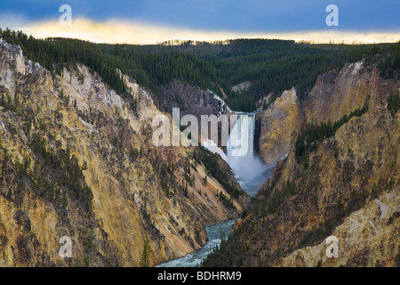 Soufflante américaine sur la rivière Yellowstone Falls dans le Grand Canyon de Yellowstone en parc national de Yellowstone au Wyoming USA Banque D'Images