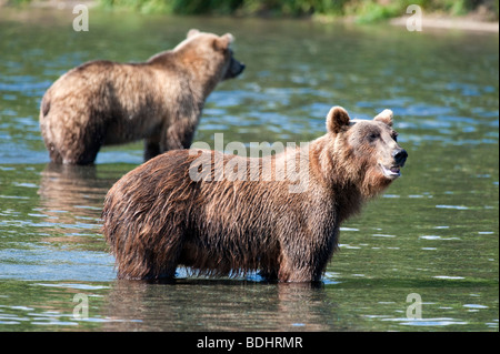 Ours brun en Yuzhno Parc national Kamchatsky Kamchatka en Russie Banque D'Images