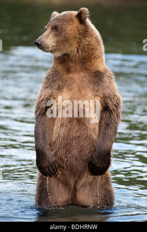 Ours brun dans le parc national de Yuzhno Kamchatsky Kamchatka en Russie Banque D'Images