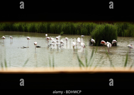 Flamants Roses vue de l'observation des oiseaux, masquer les Stes-Maries de la mer, Camargue, Languedoc-Roussillon, France Banque D'Images