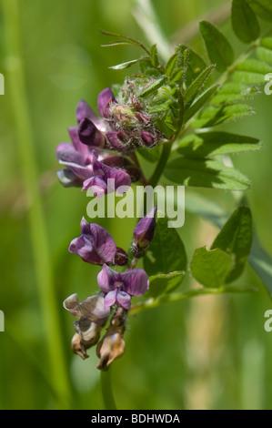 La vesce Vicia sepium avec Bush fleurs pollinisées brun Banque D'Images