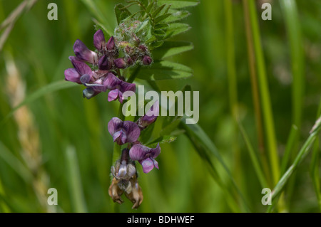 La vesce Vicia sepium avec Bush fleurs pollinisées brun Banque D'Images