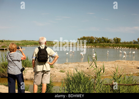 Regarder les touristes, les flamants Stes-Maries de la mer, Camargue, Languedoc-Roussillon, France Banque D'Images