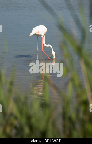 Flamant rose, les Stes-Maries de la mer, Camargue, Languedoc-Roussillon, France Banque D'Images