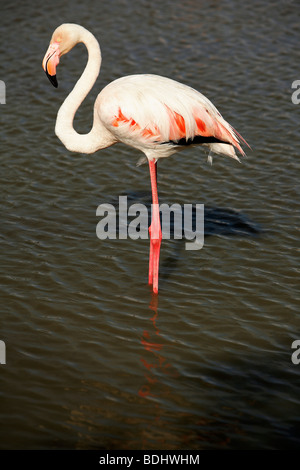 Flamant rose, les Stes-Maries de la mer, Camargue, Languedoc-Roussillon, France Banque D'Images