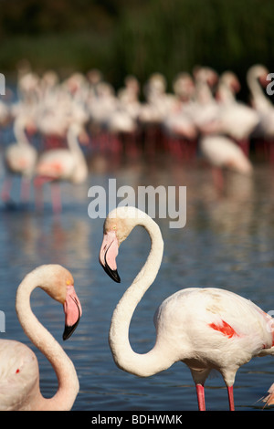 Flamants Roses, Les Stes-Maries de la mer, Camargue, Languedoc-Roussillon, France Banque D'Images