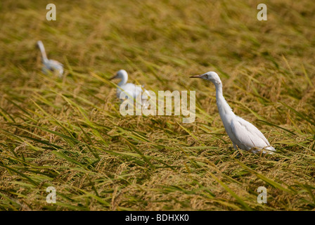 Les aigrettes à la recherche de nourriture dans un champ de riz pendant la saison des récoltes au milieu de l'été au Japon Banque D'Images