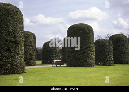 Haie verte clôture avec pollard arbres dans Hyde-park. Londres Banque D'Images