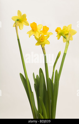 Narcisse jonquille tete a tete spécimen avec trois têtes de fleurs sur une seule tige contre fond blanc en dentelle Banque D'Images