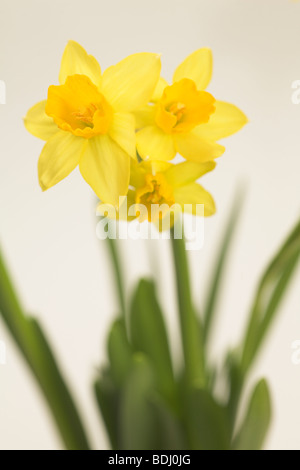 Narcisse jonquille tete a tete spécimen avec trois têtes de fleurs sur une seule tige contre fond blanc en dentelle Banque D'Images