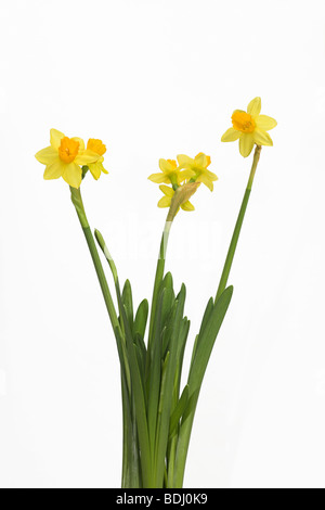 Narcisse jonquille tete a tete spécimen avec trois têtes de fleurs sur une seule tige contre fond blanc en dentelle Banque D'Images