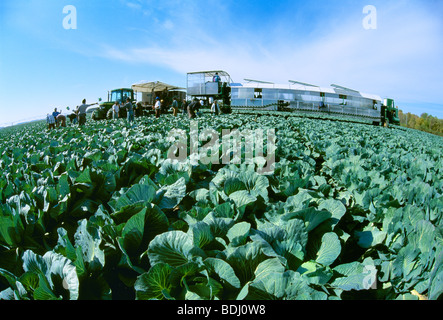 Agriculture - chou de récolte / près de Portage la Prairie, Manitoba, Canada. Banque D'Images