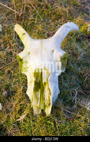 Un crâne de moutons sur Ramsley Moor dans le parc national de Peak District, dans le Derbyshire, Banque D'Images