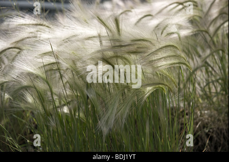 Les têtes d'herbe dans le vent Banque D'Images