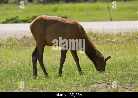 Jeune homme au bord de la route de pâturage elk Banque D'Images