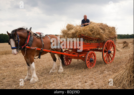 Shire Horse et panier dans la collecte de la récolte de la paille des poulies Banque D'Images