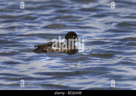 Reiherente (Aythya fuligula) Fuligule morillon Banque D'Images