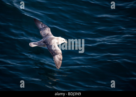 Battant le Fulmar boréal Banque D'Images