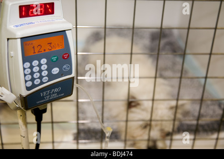 Chiot Westie sur une perfusion IV dans un hôpital vétérinaire Banque D'Images