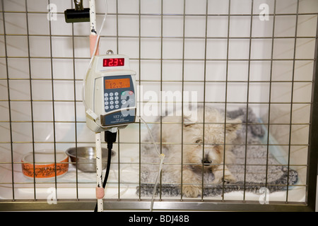 Chiot Westie sur une perfusion IV dans un hôpital vétérinaire Banque D'Images