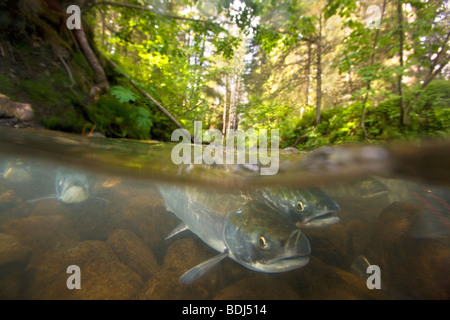 Le saumon rouge dans un ruisseau, la Forêt Nationale de Chugach, Seward, Alaska. Banque D'Images