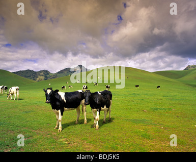 Les vaches Holstein sur Sutter Butte avec la croissance de l'herbe de printemps, en Californie Banque D'Images