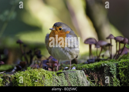 Rotkehlchen (Erithacus rubecula aux abords) European Robin Banque D'Images