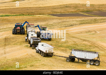 Ligne de camions de grain dans un champ d'orge soit chargé par chariot à grain pendant la récolte / près de Pullman, Washington, USA. Banque D'Images