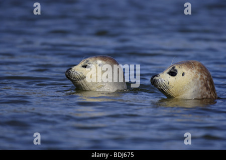 Seehund (Phoca vitulina) Phoque commun Banque D'Images