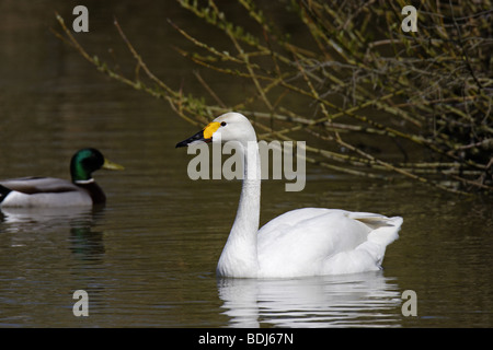 Singschwan (Cygnus cygnus cygne chanteur européen) Banque D'Images