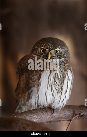 (Sperlingskauz Glaucidium passerinum) Eurasian Pygmy Owl Banque D'Images