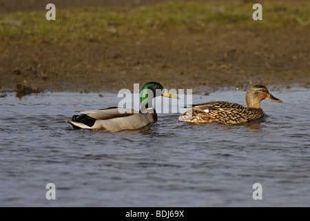 Stockente mallard (Anas platyrhynchos) - paire Banque D'Images