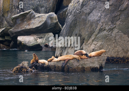 (Nord de Steller) Lions de mer, Kenai Fjords National Park, Alaska. Banque D'Images