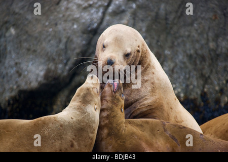 (Nord de Steller) Lions de mer, Kenai Fjords National Park, Alaska. Banque D'Images