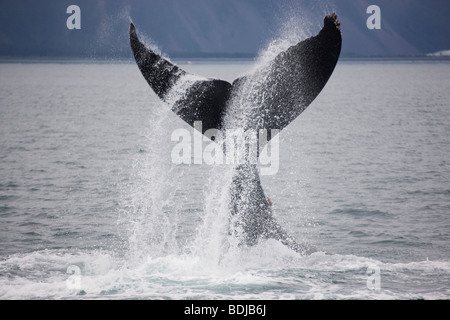 Rorqual à bosse, Kenai Fjords National Park, Alaska. Banque D'Images