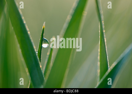 Goutte de rosée sur le brin d'herbe Banque D'Images