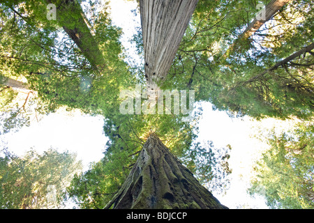 Jedediah Smith State Park, Redwood Forest, Californie du Nord, Californie, USA Banque D'Images