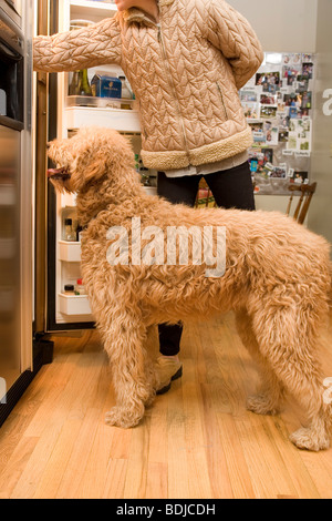 Chien Golden Doodle à dans réfrigérateur Banque D'Images