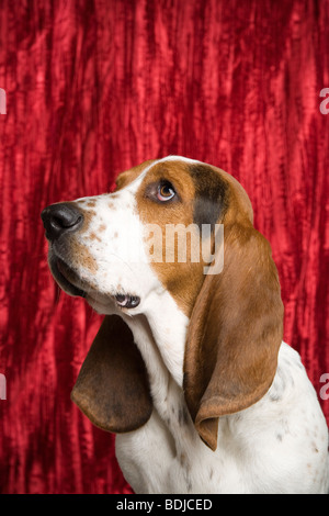 Portrait de Basset Hound Banque D'Images