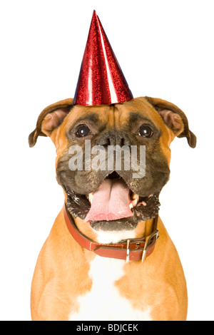 Chien Boxer Avec Langue Humour Humour Oregon Dunes National Recreation Area Cote De L Oregon Usa Pr Cl Photo Stock Alamy