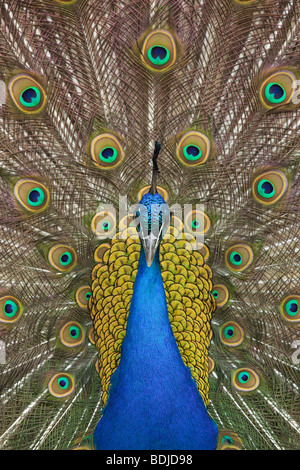 Portrait de Peacock Banque D'Images